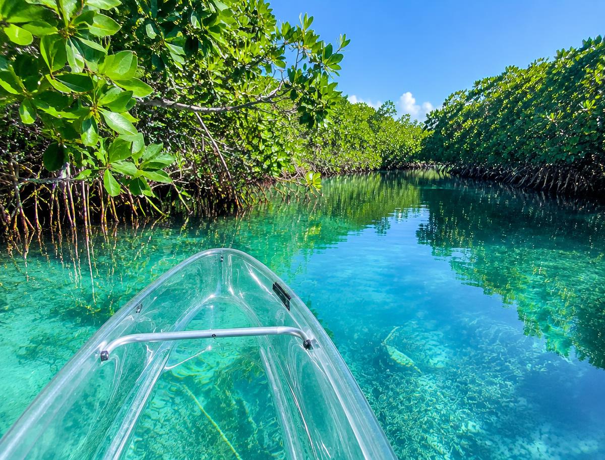 Clear Kayak Mangrove Tour (Demo)