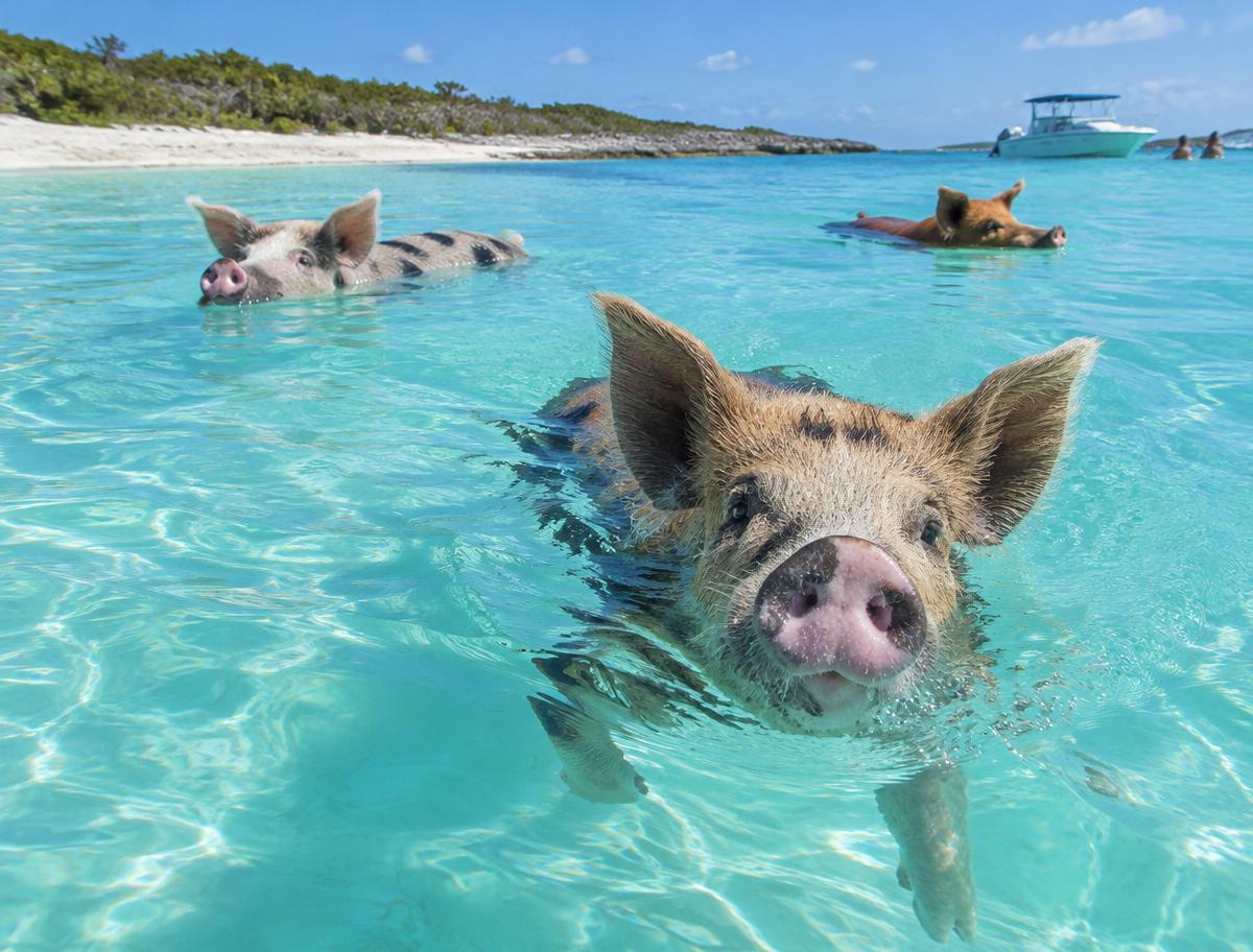 Swimming Pigs Day Trip (Demo)