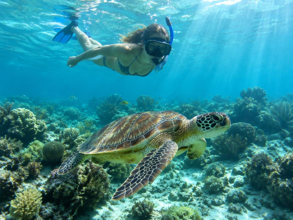 Snorkeler with a sea turtle